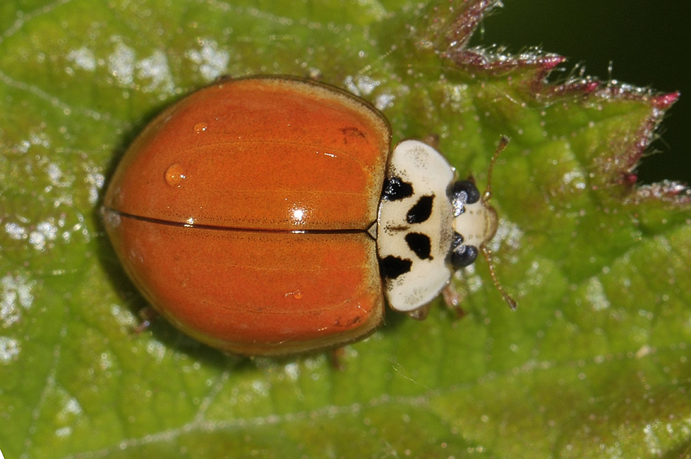 A. decempunctata o H. axyridis? coccinella senza macchie